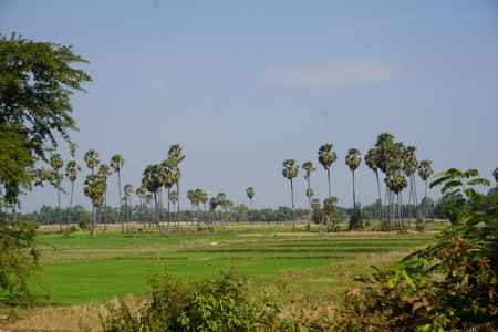 Cambodia rice fields