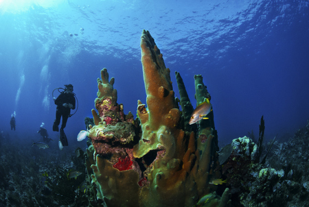 Scuba diving in Belize